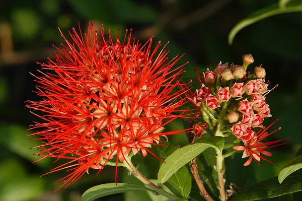 Combretaceae