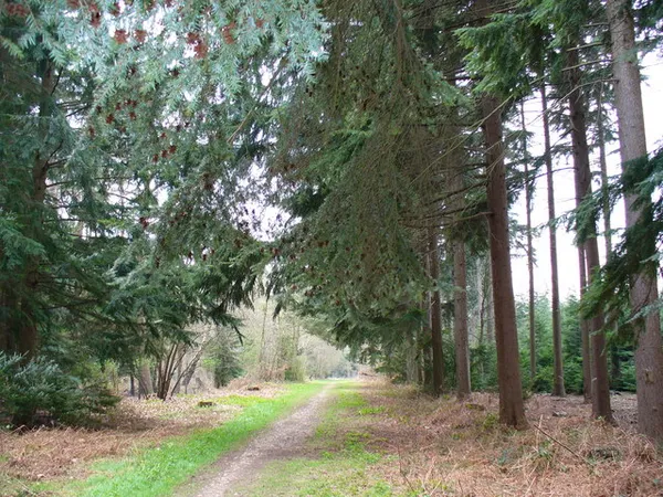 Alice Holt Forest