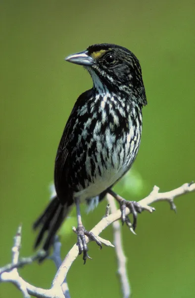 Bird conservation