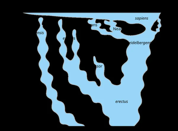 Human evolution
