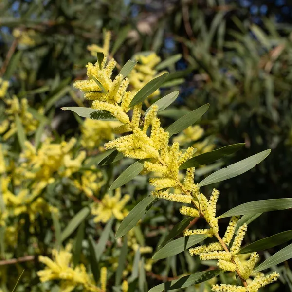 Acacia sophorae
