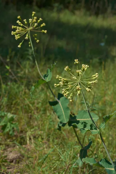 Asclepias amplexicaulis
