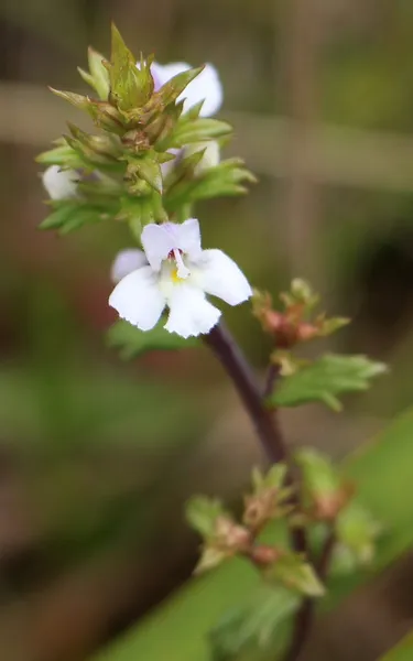 Euphrasia arguta