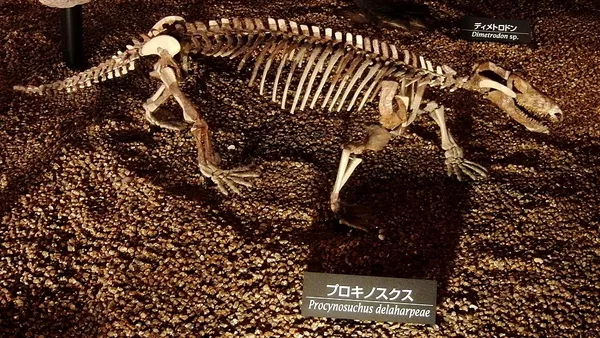 Evolution of mammals