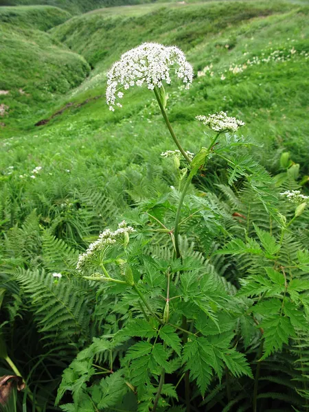 Conioselinum