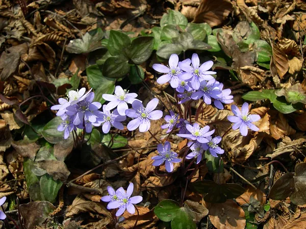 Anemone hepatica
