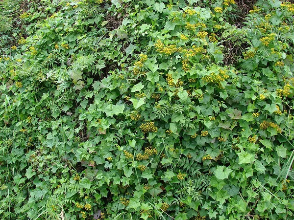 Delairea