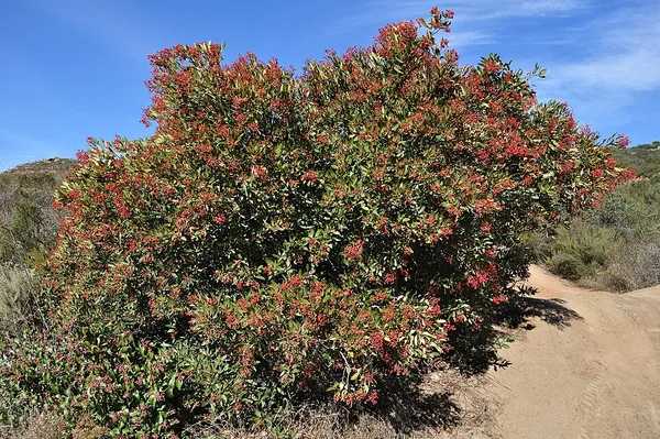 Heteromeles