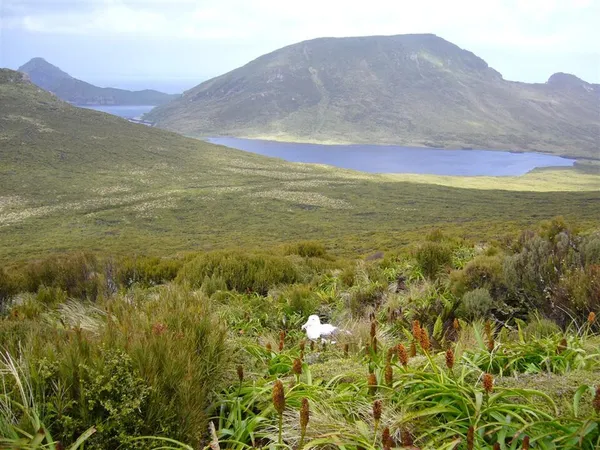 Campbell Island, New Zealand