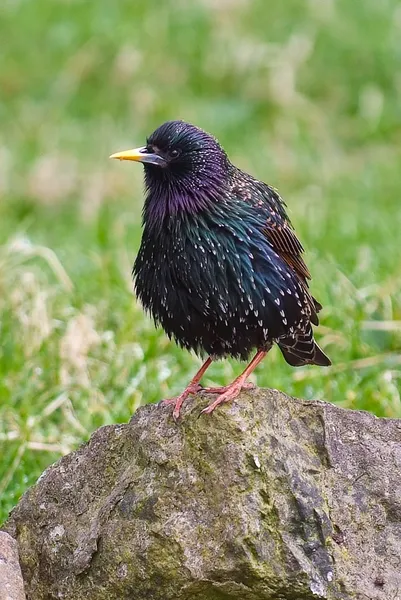 Fauna of the Faroe Islands
