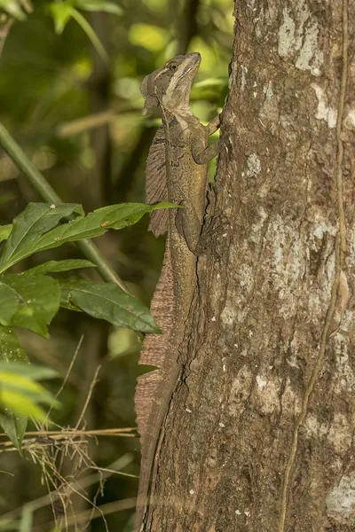 Common basilisk