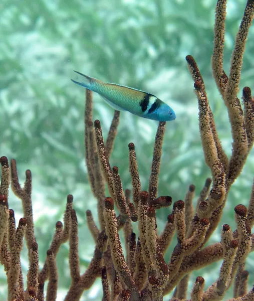 Conservation in Belize