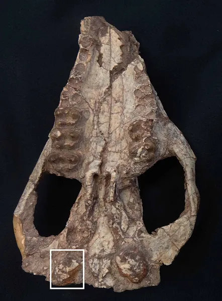 Indohyus
