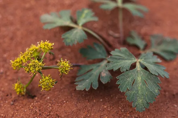 Cymopterus