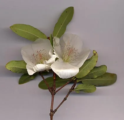 Cunoniaceae
