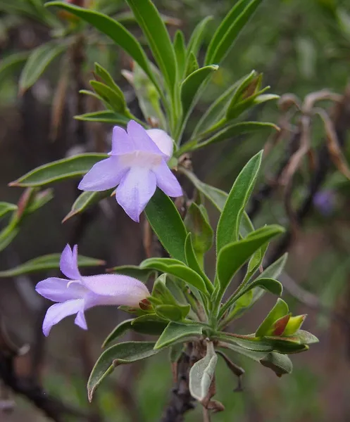 Eremophila freelingii