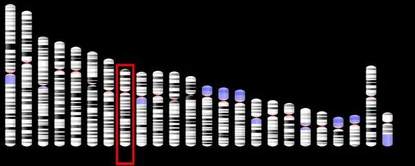 Fibroblast growth factor receptor 1