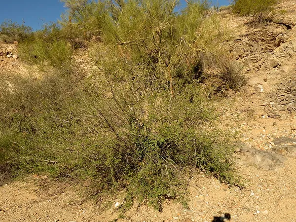 Coursetia