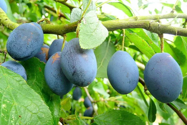 Damson