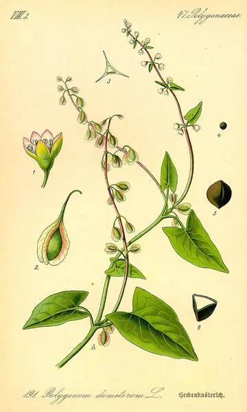Fallopia