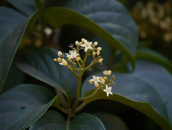 Icacinaceae