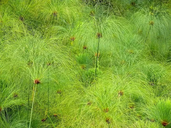 Cyperus papyrus