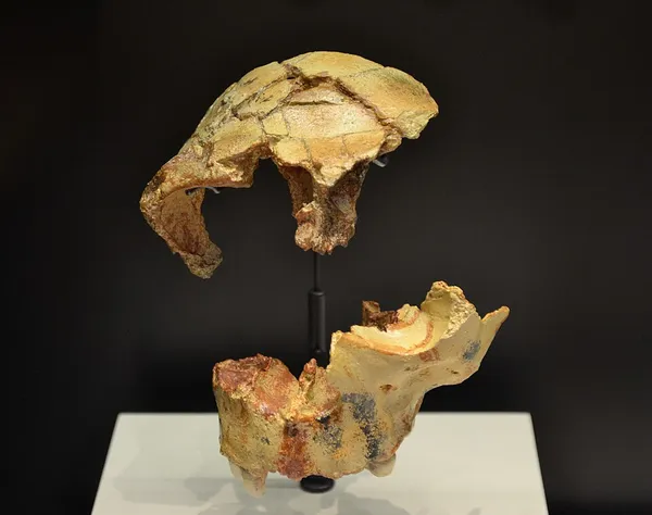 Homo antecessor
