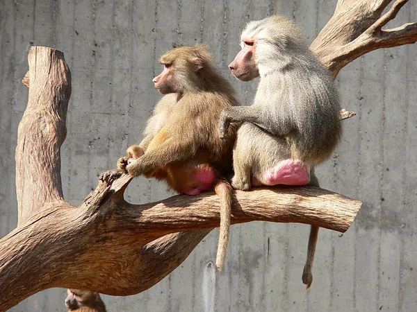 Hamadryas baboon
