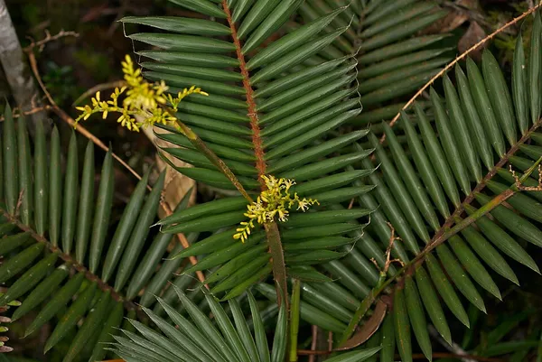 Calamus (palm)