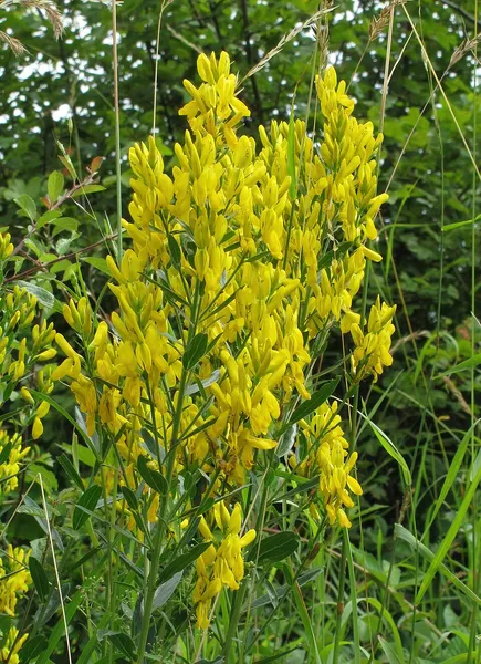 Genista tinctoria