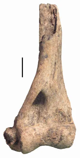 Cryptoprocta spelea