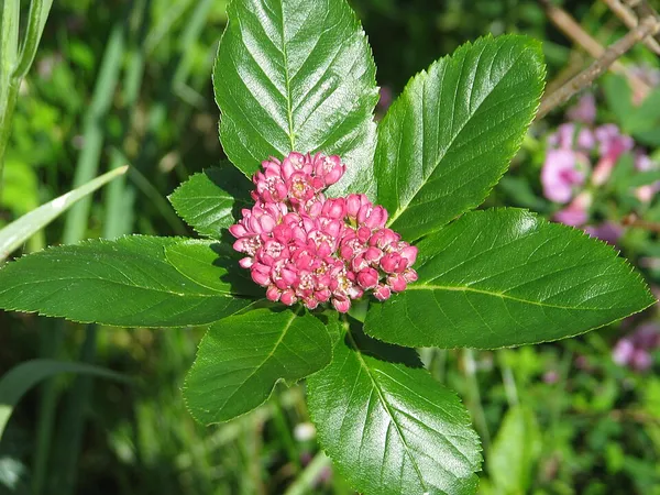 Aria chamaemespilus
