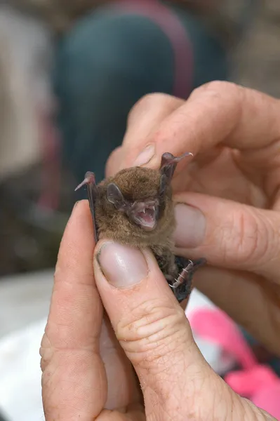 Chocolate wattled bat