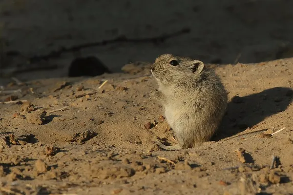 Brants's whistling rat