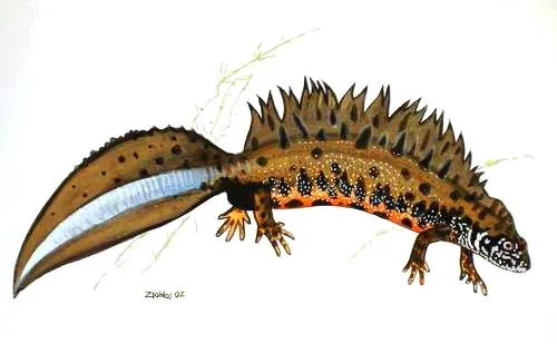 Danube crested newt