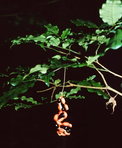 Cojoba