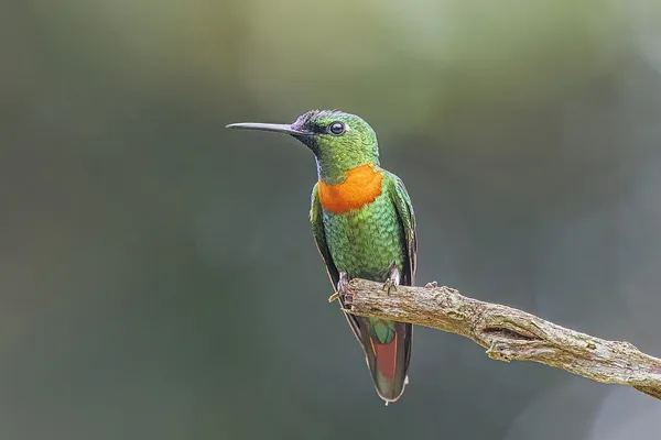 Gould's jewelfront