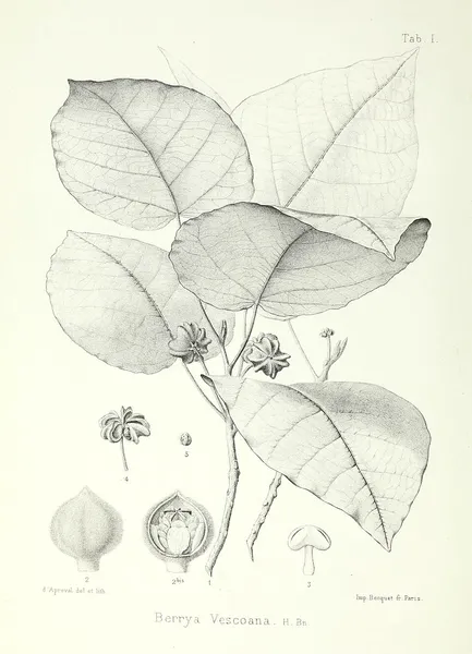 Christiana (plant)