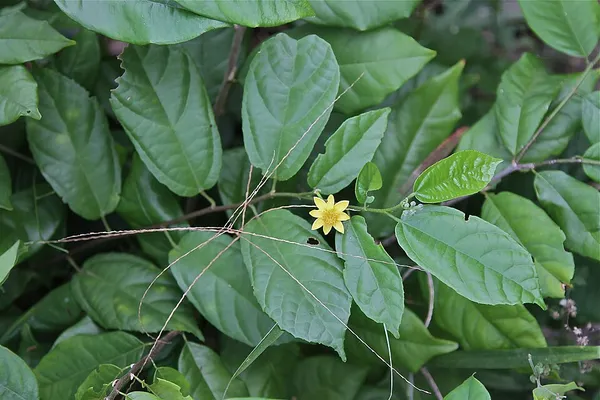 Glyphaea
