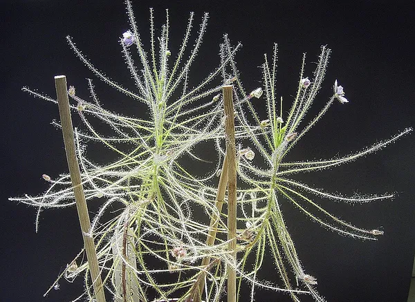 Byblis (plant)