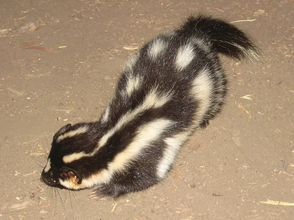 Island spotted skunk