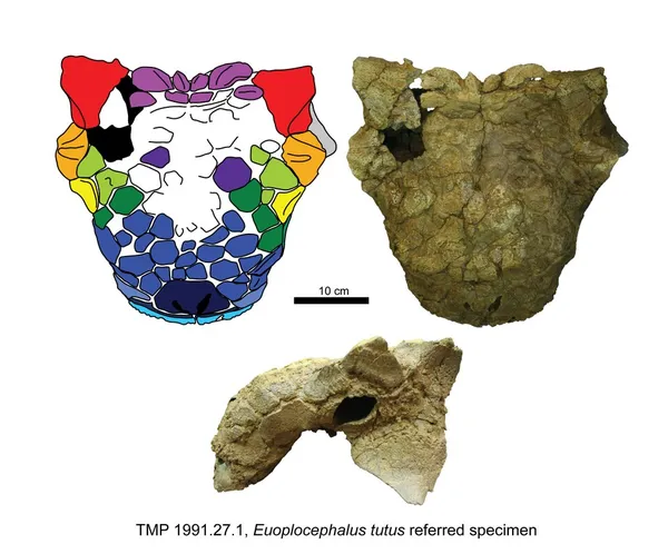 Euoplocephalus