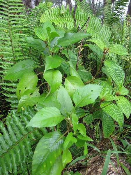 Bidens conjuncta