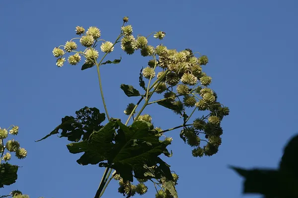 Blepharispermum