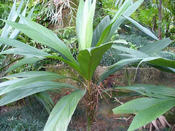 Asterogyne
