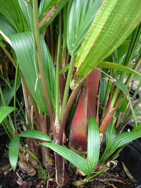 Cyrtostachys