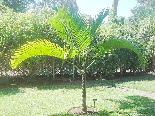Hyophorbe