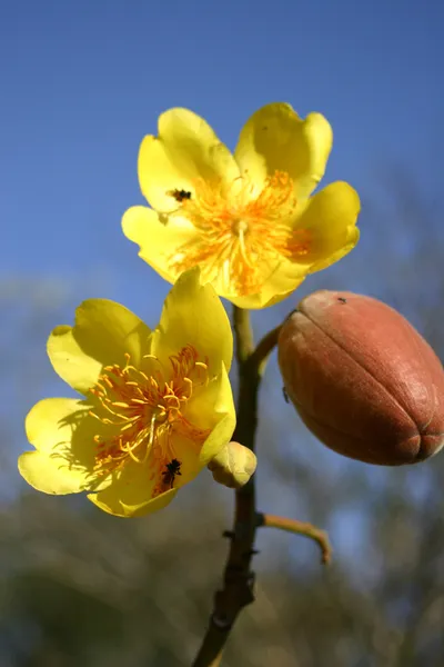 Cochlospermum