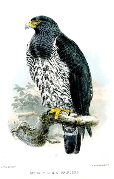 Barred hawk
