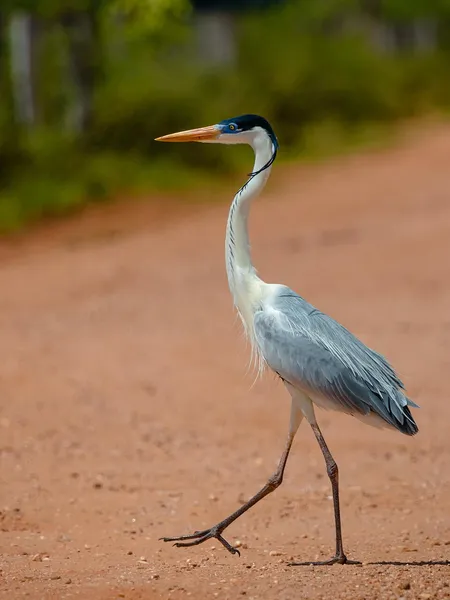 Cocoi heron